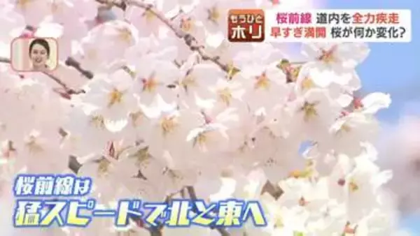 【異変】北海道の桜が記録的な早咲き！連休前に散っちゃう？ライトアップも急きょ前倒し　一方、桜の名所「二十間道路」では"倒木の危険性"など守る側の苦悩も