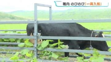 【稚内】広大な牧草地でのびのび！酪農家から若い乳牛を預かる夏の「一斉入牧」スタート　約170頭が秋まで過ごす予定