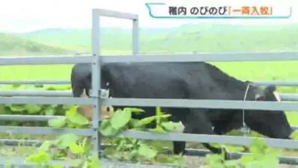 【稚内】広大な牧草地でのびのび！酪農家から若い乳牛を預かる夏の「一斉入牧」スタート　約170頭が秋まで過ごす予定