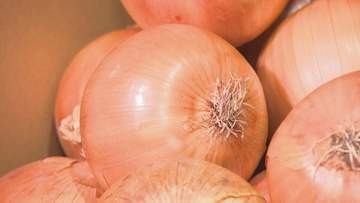 【幻のタマネギ】札幌伝統のタマネギ「札幌黄」が初出荷　肉厚でやわらかいのが特徴　今年は例年より収穫量多い