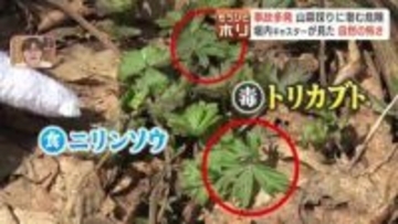 山菜採りに潜む危険…達人に同行してわかった！猛毒トリカブトとそっくりの山菜が隣同士に…プロでも慎重になる判別の難しさ　誤食死亡事故を防ぐには