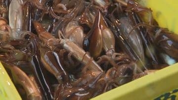 【令和最高値】スルメイカ初競りで1キロ1万2000円　水揚げ量は約100キロと前年の3分の1　低迷で漁師の表情冴えず