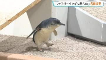 AOAO SAPPOROの世界最小ペンギン、約4500件の応募から…名前は「ミント」に決定　生後3か月でおとな並み、約800グラムまで成長