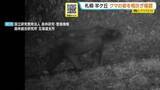 「【ヒグマSOS】「夜7時と9時に続けて出没」札幌・羊ケ丘でカメラが捉えたヒグマの姿　札幌市がごみ出しルール徹底を呼びかけ」の画像1