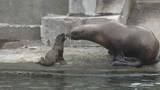 「おたる水族館で７年ぶりにトドの赤ちゃんが誕生「思った以上に小さかった」母親「豆」にちなんで「大豆」と命名」の画像1