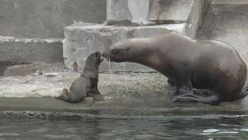 おたる水族館で７年ぶりにトドの赤ちゃんが誕生「思った以上に小さかった」母親「豆」にちなんで「大豆」と命名