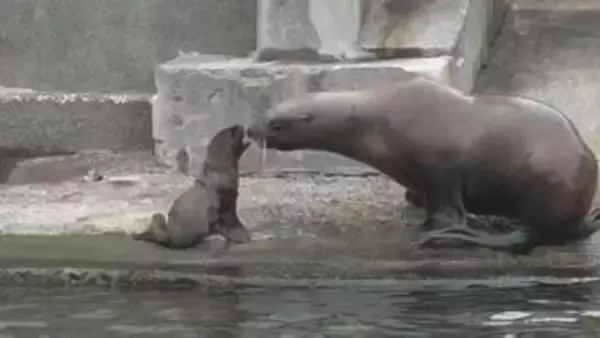 おたる水族館で７年ぶりにトドの赤ちゃんが誕生「思った以上に小さかった」母親「豆」にちなんで「大豆」と命名