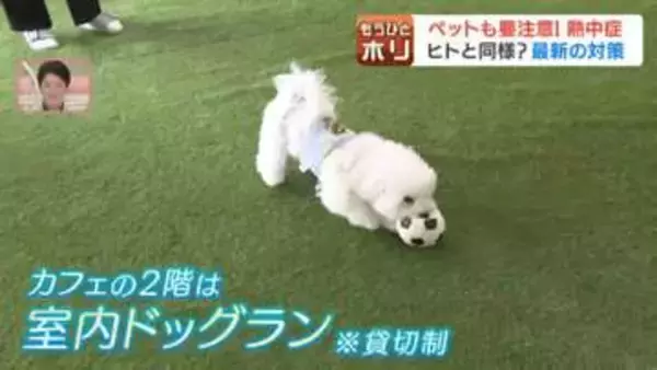 猛暑到来！ペットの熱中症リスクから犬猫を守る最新対策…冷却グッズや水分補給フード、室内ドッグランまで飼い主必見の予防＆注意点