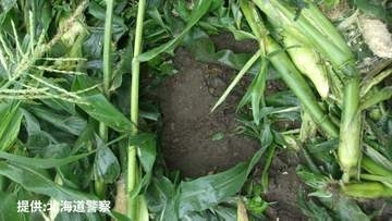 【クマ出没】スイートコーン畑約30平方メートル荒らされる　付近には幅11センチほどの足跡も　未明に収穫作業に来た所有者が発見　北海道森町