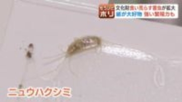 大好物は「紙」4年前に国内初確認の害虫「ニュウハクシミ」急拡大で博物館が大ピンチ、1点モノの文化財を守れ！学芸員が突き止めた弱点で撲滅へ