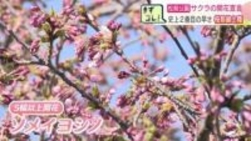 【桜前線】北海道に到達　独自観測を実施している北海道南部の松前町で「開花宣言」　2023年に次ぐ2番目の早さ　桜の名所「松前公園」　これから、250種1万本を超える桜が春を彩る
