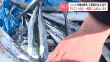 サンマ棒受け網漁で初水揚げ「サイズはすごく小さい」1匹20〜30グラムと小ぶりも、15日には大型船帰港でシーズン本格化　北海道根室市