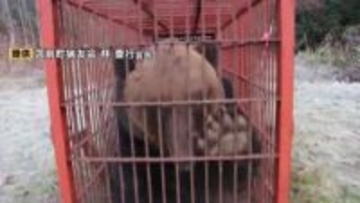 駆除したクマの処理に新システム　微生物の作用で肉や骨を二酸化炭素と水に分解することで、解体処理不要に　ハンターの負担軽減に効果　北海道福島町でシステム導入　将来は広域処理へ