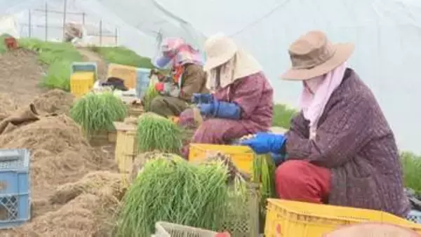 酢みそあえやジンギスカンなどの薬味に重宝　春を告げるアサツキの収穫たけなわ　北海道伊達市