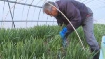 北海道では網走市でのみ栽培…“夢の野菜”行者菜の収穫始まる　ギョウジャニンニクとニラを交配して「いいとこ取り」