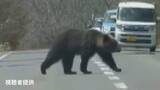 「【クマ出没注意】北海道でクマの出没相次ぐ…道路脇から出てきてゆっくりと横断し茂みに消える　北海道斜里町《動画付き》」の画像1