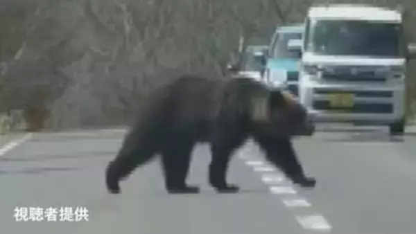 【クマ出没注意】北海道でクマの出没相次ぐ…道路脇から出てきてゆっくりと横断し茂みに消える　北海道斜里町《動画付き》