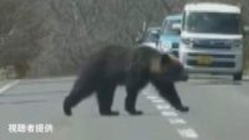 【クマ出没注意】北海道でクマの出没相次ぐ…道路脇から出てきてゆっくりと横断し茂みに消える　北海道斜里町《動画付き》