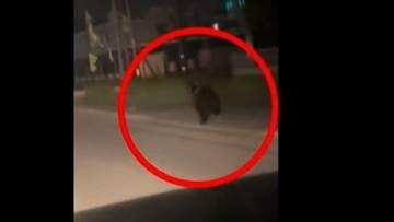 【クマ出没】住宅街でクマ目撃相次ぐ　紋別市では夜の夜道を疾走、札幌市中央区でも道路脇の茂みに体長2mほどの1頭