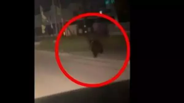 【クマ出没】住宅街でクマ目撃相次ぐ　紋別市では夜の夜道を疾走、札幌市中央区でも道路脇の茂みに体長2mほどの1頭