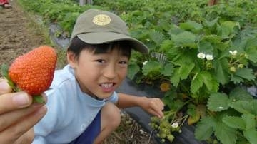 子どもたちがイチゴ農園で校外学習　歴史ある特産品の魅力学ぶ「給食食べられないかも！」最後はイチゴ狩りを堪能　北海道比布町