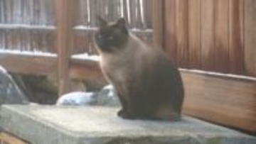 【北海道】火災から1年「本物の温泉」と愛された秘湯・野中温泉が看板猫とともに再始動…「自分たちだけのものではない」湯守の思い