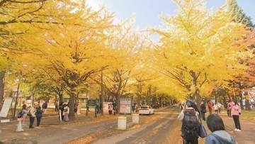 北海道大学のイチョウ並木が見頃　土日は学生たちによる「北大金葉祭」開催　去年は3万5000人が訪れる