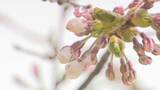 「【開花予想日】函館のサクラのようすは？気象台職員が観察も…札幌はあす開花予想　北海道の桜前線」の画像1