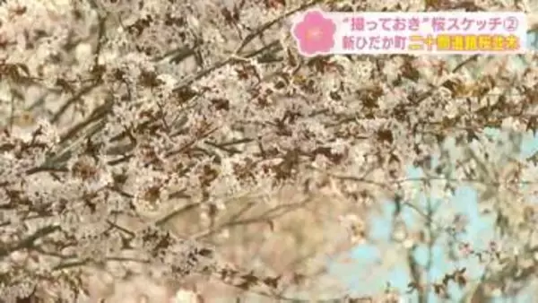 【撮っておきの桜】北海道に遅い春を告げる”桜の情景”をHBCカメラマンがスケッチ　第2回「新ひだか町・二十間道路」