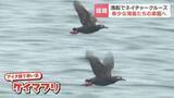 「「ラッコとアザラシが見たくて来た」漁船で巡る「希少な海鳥たちの楽園」高い確率で野生生物に出会える『落石ネイチャークルーズ』　北海道根室市」の画像1