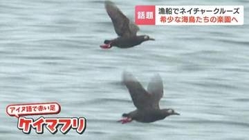 「ラッコとアザラシが見たくて来た」漁船で巡る「希少な海鳥たちの楽園」高い確率で野生生物に出会える『落石ネイチャークルーズ』　北海道根室市