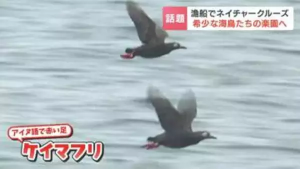 「ラッコとアザラシが見たくて来た」漁船で巡る「希少な海鳥たちの楽園」高い確率で野生生物に出会える『落石ネイチャークルーズ』　北海道根室市