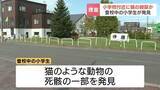 「猫とみられる頭部  小学生が発見 公園のすぐそばの路上　動物愛護法違反の疑いで捜査　北海道岩見沢」の画像1