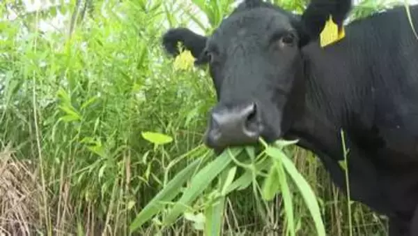 【ヒグマSOS】牛放牧でクマ出没を防ぐ「里山再生」の挑戦　アンガス牛4頭に草を食べさせ“緩衝地帯”を作る『SUMIWAKEプロジェクト』北海道当別町
