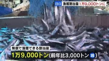2026年の無償漁獲枠は1万9000トンに縮小…日ロ地先沖合漁業交渉が妥結、サンマは1610トン減の約1万3000トン