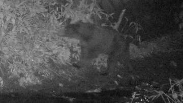 【ヒグマSOS】札幌市豊平区羊ケ丘  クマの姿カメラが捉える   近くには足跡や倒木掘り返した痕跡も  札幌市が注意呼びかけ