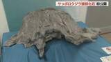 「太古の札幌を泳いだか！新属新種のクジラ「サッポロクジラ」の実物化石が本日30日から初公開　豊平川の河原で見つかった奇跡の頭部」の画像1