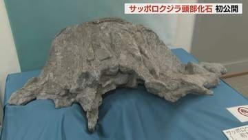 太古の札幌を泳いだか！新属新種のクジラ「サッポロクジラ」の実物化石が本日30日から初公開　豊平川の河原で見つかった奇跡の頭部