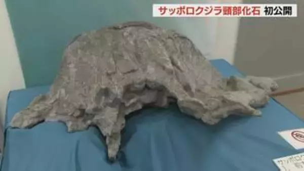 太古の札幌を泳いだか！新属新種のクジラ「サッポロクジラ」の実物化石が本日30日から初公開　豊平川の河原で見つかった奇跡の頭部