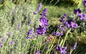 【紫色の小さな秋】ラベンダーは2度咲く 夏のイメージが覆る？ 「色が濃く香りも豊か」秋により咲かせるコツを専門家解説