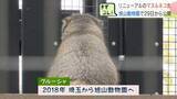「不機嫌そうでも愛らしい「マヌルネコ」北海道・旭川市旭山動物園の飼育舎が拡張　岩場での行動がみどころ　大型連休から一般公開　札幌の円山動物園では「マレーグマ」公開始まる」の画像1