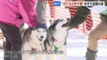 “犬たちの甲子園”愛犬と心を一つに駆け抜ける！「この短い足で走ってくれた、悔いなく楽しんだ」と参加者は笑顔　北海道稚内市
