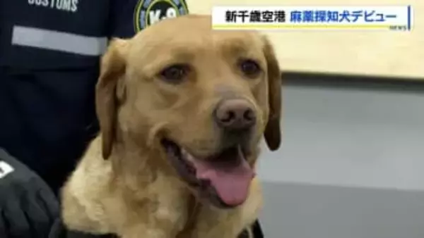 新千歳空港の麻薬探知犬「メイプル」デビュー　臭いをかぎ分け麻薬などの密輸を水際で阻止へ