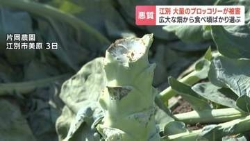 【悪質】畑からブロッコリー50株が消えた。北海道江別市で相次ぐ農作物窃盗、6月にも被害。食べ頃を見分ける“プロ”の犯行か。