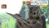 「【ヒグマSOS】250キロ超の“メタボヒグマ”も出現　北海道で急増するクマ被害、新時代の『ハンタービジネス』とは？」の画像1