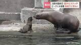 「3連休最終日「海の日」最高気温25.1℃の石狩のビーチにぎわう、おたる水族館はトドの赤ちゃんが人気、ていねプールは子どもたちが思いっきり水浴び」の画像1