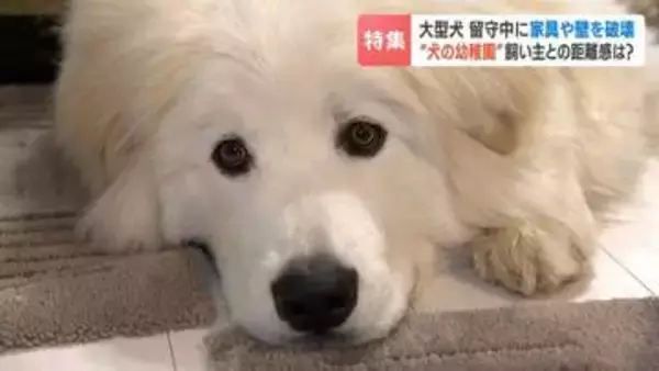 【密着】ランニングにフィットネス、お昼寝も“犬の幼稚園”驚きの学習内容…犬と人間の程よい関係を見直し、お互い幸せに暮らすために　札幌市南区