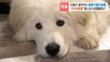 【密着】ランニングにフィットネス、お昼寝も“犬の幼稚園”驚きの学習内容…犬と人間の程よい関係を見直し、お互い幸せに暮らすために　札幌市南区