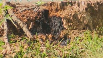 「木の根が燃えている」通りかかった男性が110番　近所の住民がバケツで消火　火の気なく放火も視野に原因調査　札幌市白石区きよみず公園