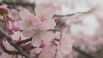 ”煙モクモク”はかつての春の風物詩　今年も札幌円山公園での花見の火気使用禁止　飲食や宴会は可能　期間中は仮設トイレ設置や警備員の巡回なども実施